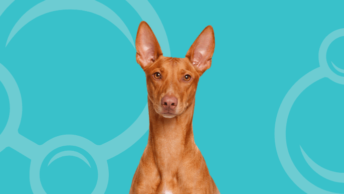 Pharaoh Hound Temperament