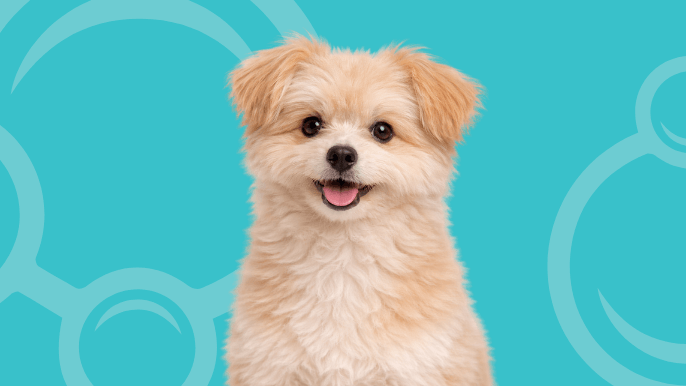 Pomapoo Temperament