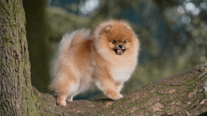 Pomeranian Temperament