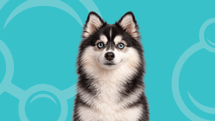 Pomsky Temperament