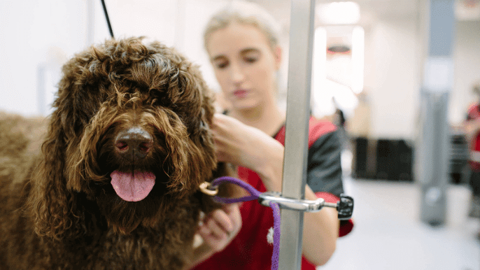 professional dog grooming