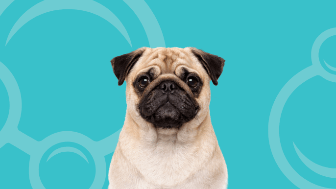 Pug Temperament