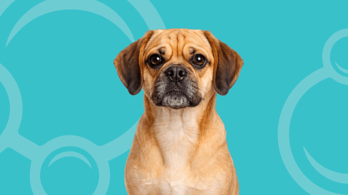 Puggle Temperament 