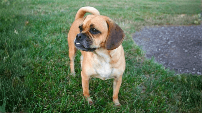 Puggle Temperament