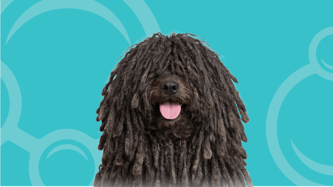 Puli Temperament