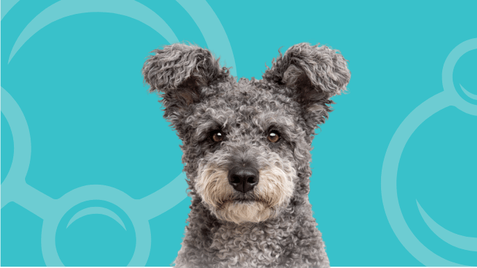 Pumi Temperament