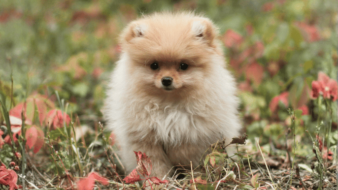 Puppy coat transitions