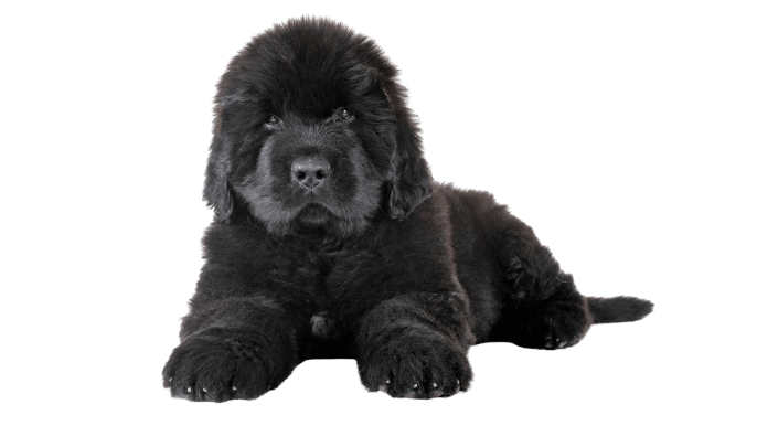 puppy-grooming-tools-hero-2