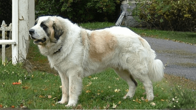 Pyrenean Mastiff Temperament