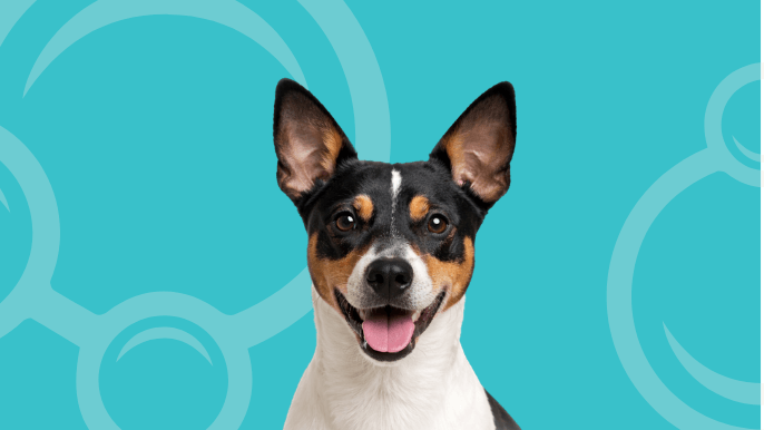 Rat Terrier Temperament