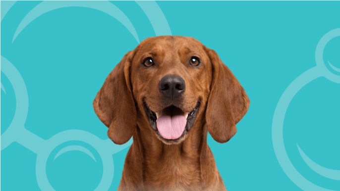 Redbone Coonhound Temperament