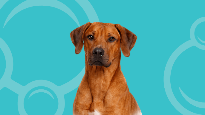 Rhodesian Ridgeback Temperament