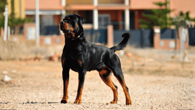 Rottweiler Temperament 