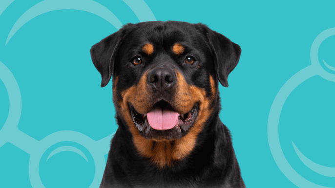 Rottweiler Temperament