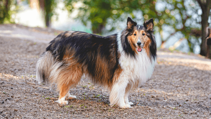 Rough Collie Temperament 