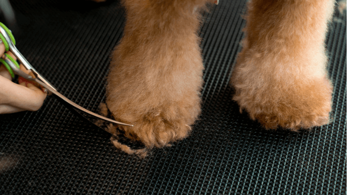 rounded foot grooming