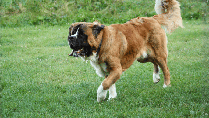 Saint Bernard Temperament