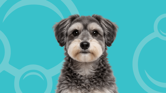 Schnoodle Temperament