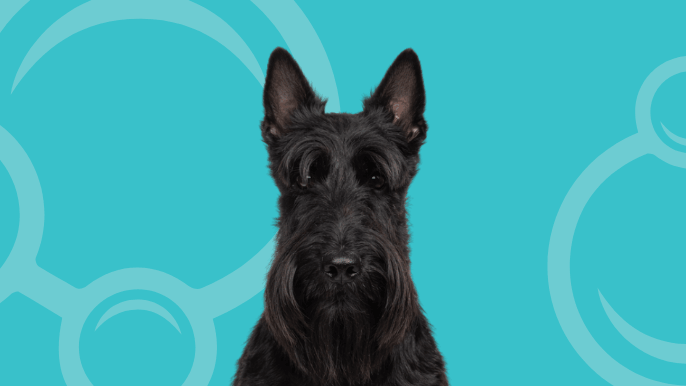 Scottish Terrier Temperament