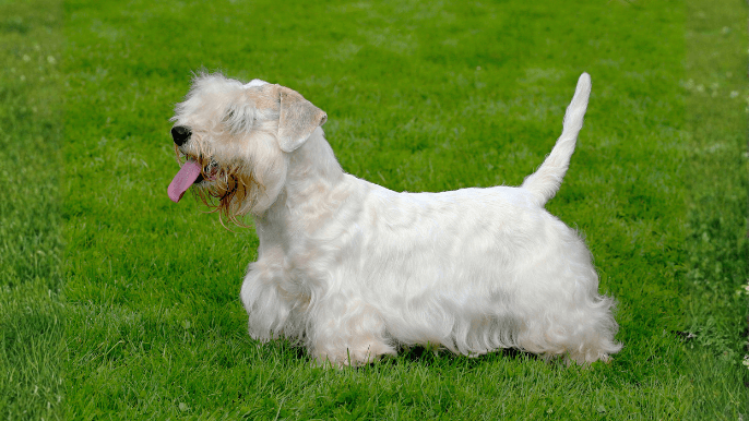 Sealyham Terrier Temperament