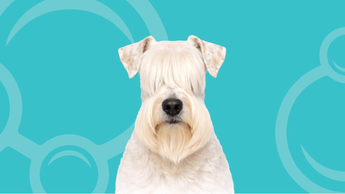Sealyham Terrier Temperament