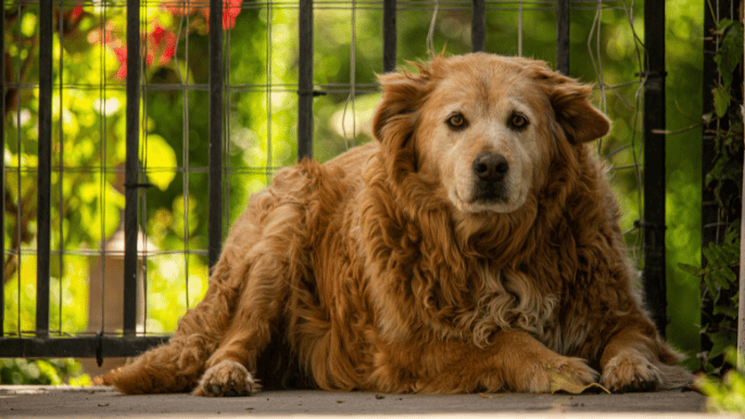 senior dog grooming