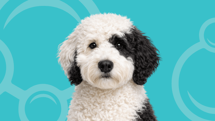 Sheepadoodle Temperament