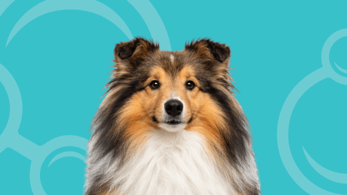 Shetland Sheepdog Temperament