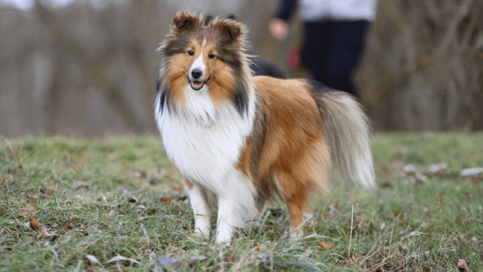 Shetland Sheepdog Temperament