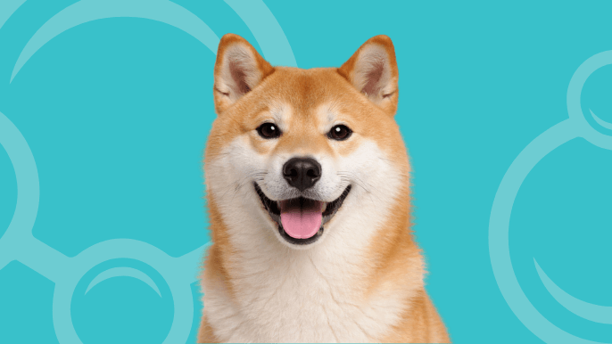 Shiba Inu Temperament