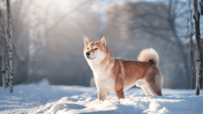 Shiba Inu Temperament