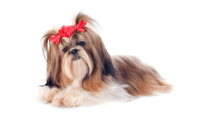 Shih Tzu Temperament