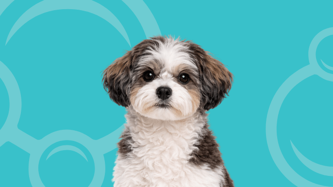 Shihpoo Temperament