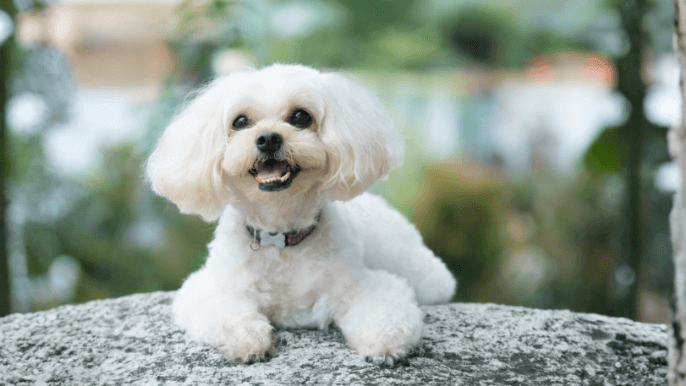 Shihpoo Temperament