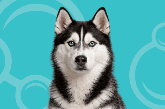 Siberian Husky Temperament 