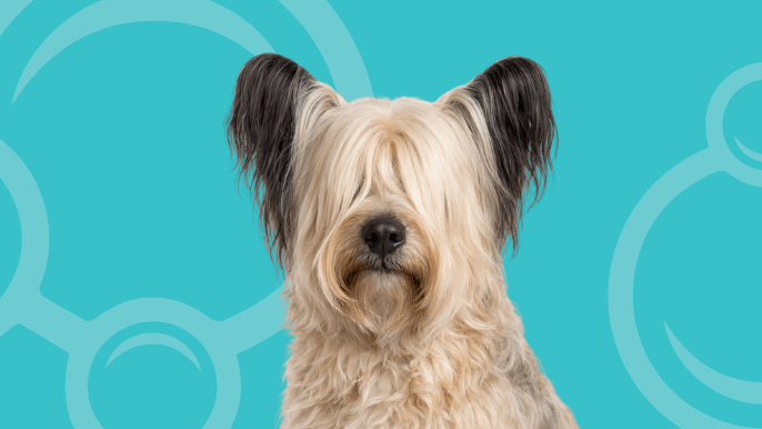 Skye Terrier Temperament