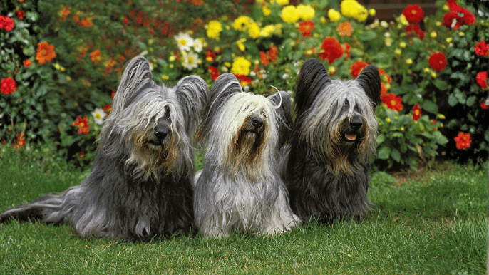 Skye Terrier Temperament