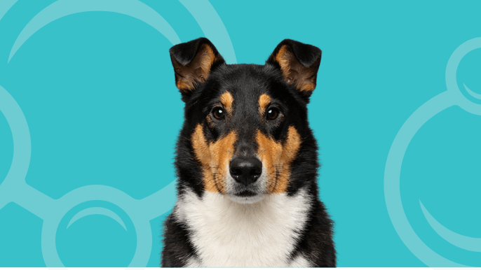 Smooth Collie Temperament