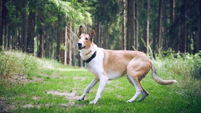 Smooth Collie Temperament