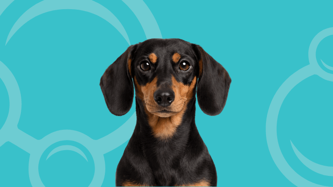 Smooth Dachshund Temperament