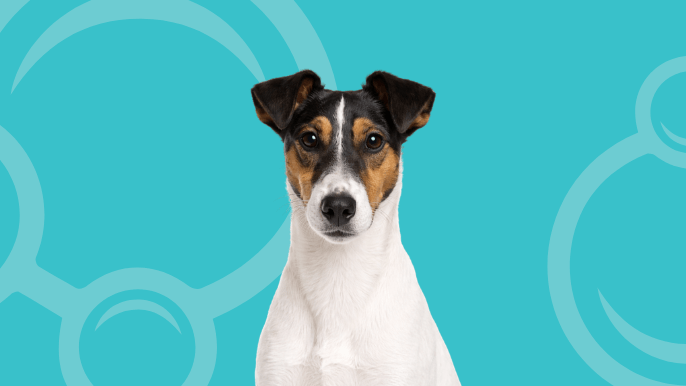 Smooth Fox Terrier Temperament