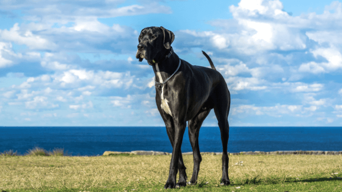 Smooth single coat dogs