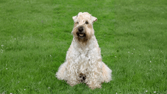 Soft Coated Wheaten Terrier Temperament