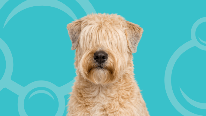 Soft Coated Wheaten Terrier Temperament