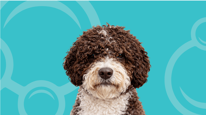 Spanish Water Dog Temperament