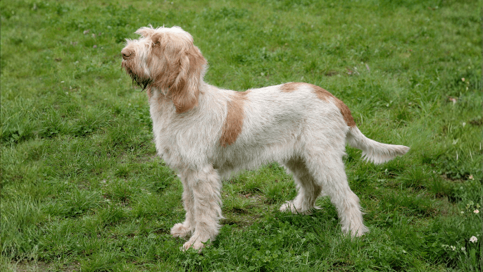 Spinone Italiano Temperament