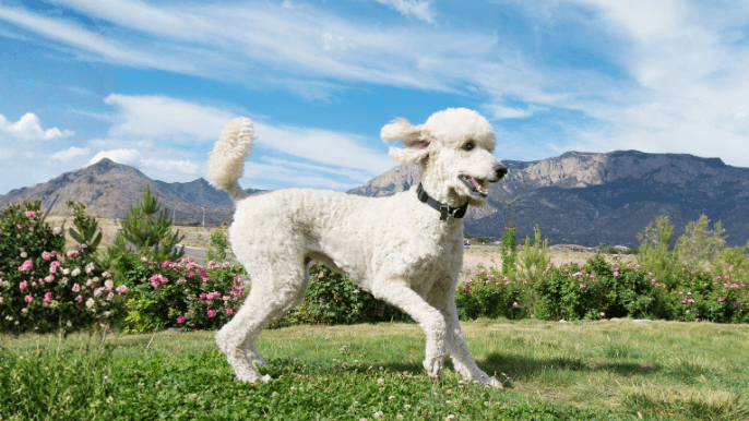 Standard Poodle Temperament