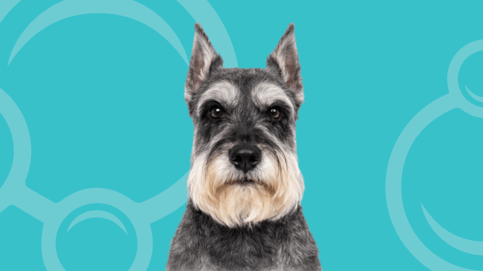 Standard Schnauzer Temperament