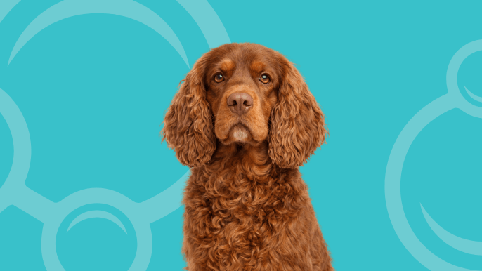 Sussex Spaniel Temperament