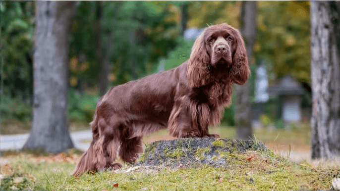 Sussex Spaniel Temperament